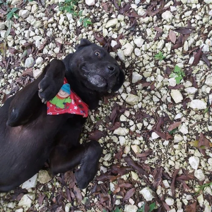 Cachorro ra a SRD-ViraLata idade 3 anos nome Kovu