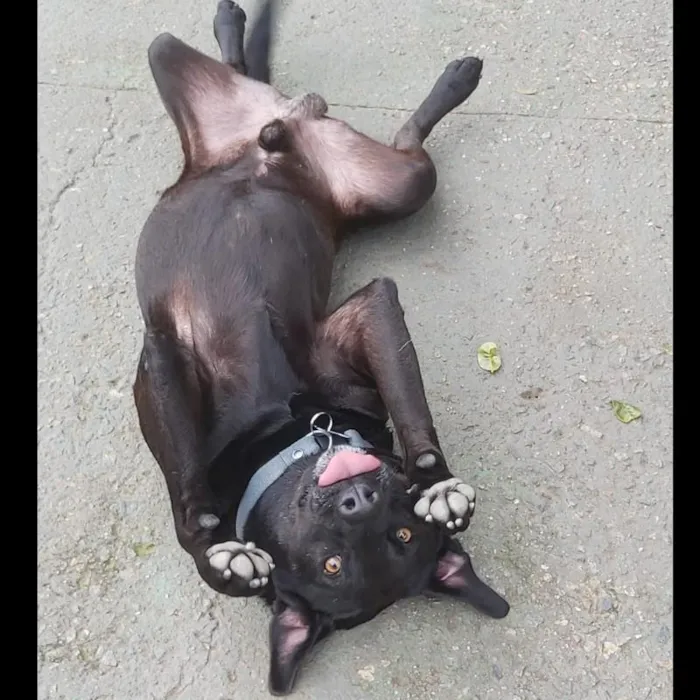 Cachorro ra a SRD-ViraLata idade 3 anos nome Kovu