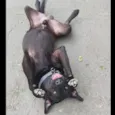 Kovu