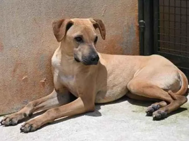 Cachorro raça Vira lata  idade 1 ano nome Alvaro 