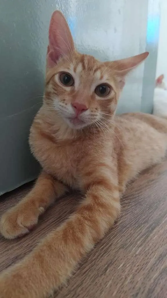 Gato ra a SRD-ViraLata idade 2 a 6 meses nome Tamarindo
