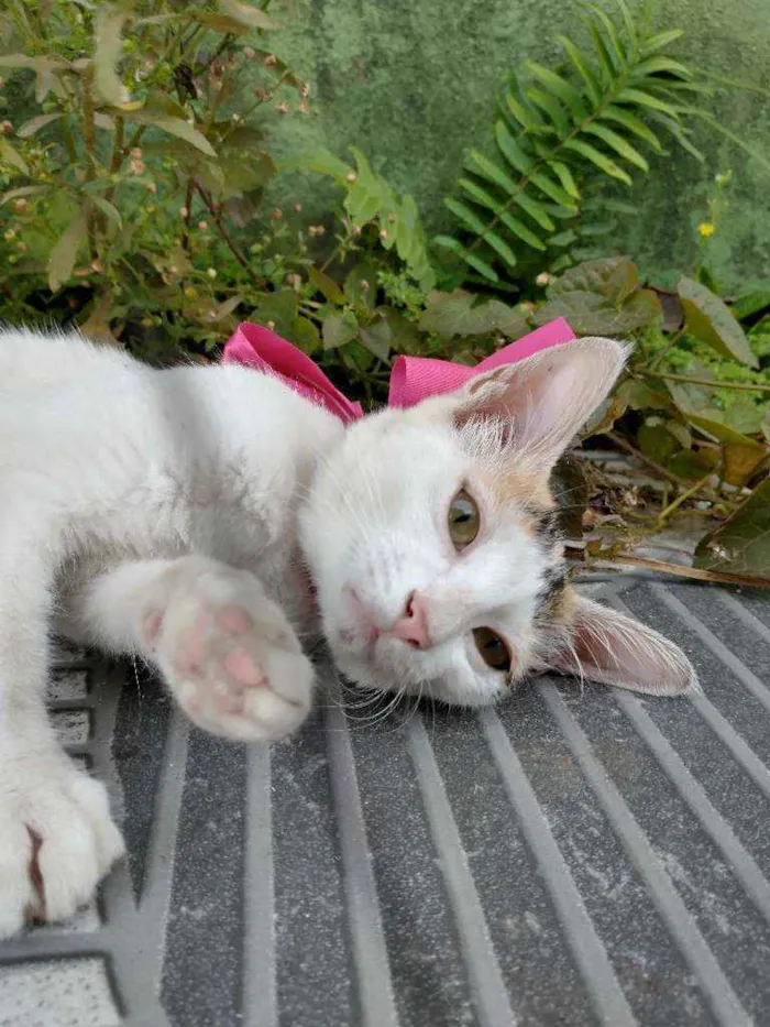 Gato ra a SRD idade 7 a 11 meses nome Daisy