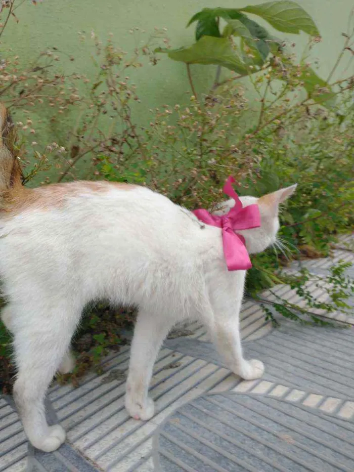 Gato ra a SRD idade 7 a 11 meses nome Daisy