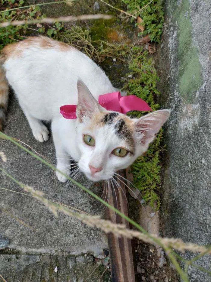 Gato ra a SRD idade 7 a 11 meses nome Daisy