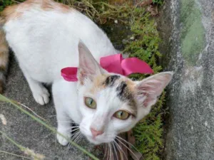 Gato raça SRD idade 7 a 11 meses nome Daisy