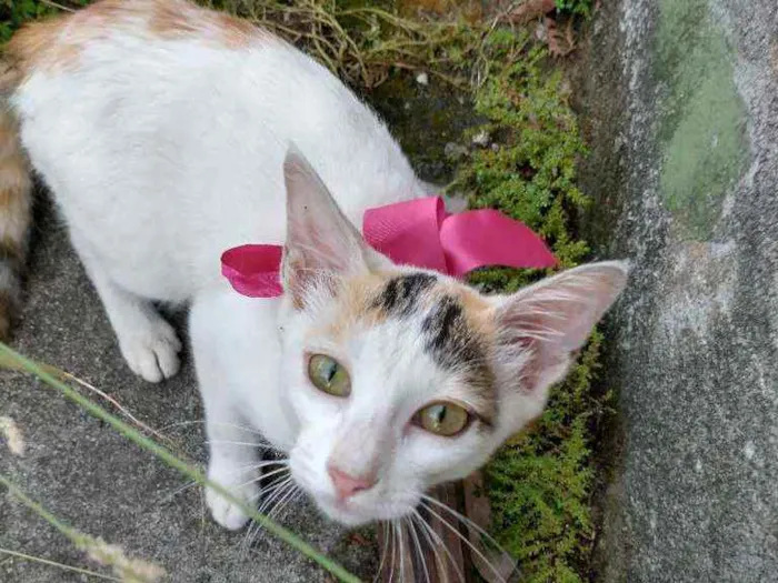 Gato ra a SRD idade 7 a 11 meses nome Daisy