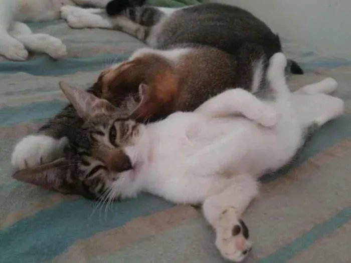 Gato ra a SRD-ViraLata idade 2 a 6 meses nome Elba
