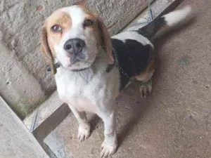 Cachorro raça Beagle idade 3 anos nome Flash