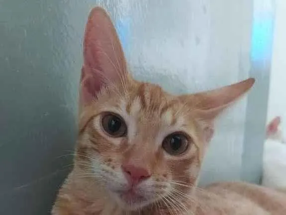 Gato ra a SRD-ViraLata idade 2 a 6 meses nome Tamarindo