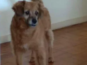 Cachorro raça SRD-ViraLata idade 4 anos nome Nina