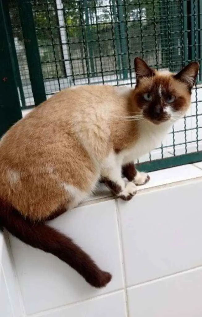 Gato raça Vira lata  idade 4 anos nome Milonga 