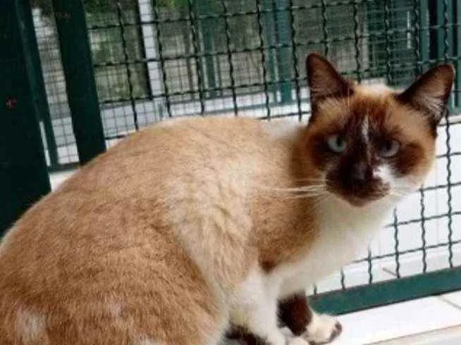 Gato raça Vira lata  idade 4 anos nome Milonga 