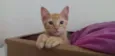 Gato raça SRD-ViraLata idade 2 a 6 meses nome Anamaria 