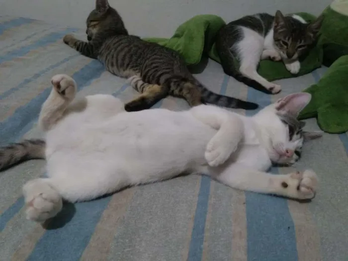 Gato ra a SRD-ViraLata idade 2 a 6 meses nome Mobi