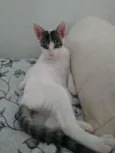 Mobi