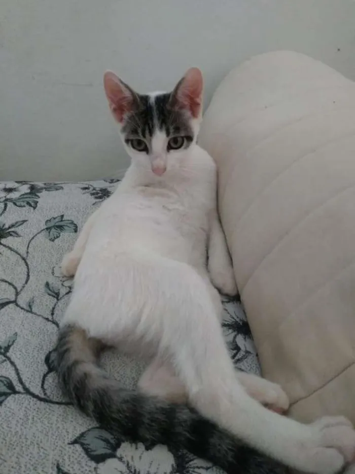 Gato ra a SRD-ViraLata idade 2 a 6 meses nome Mobi