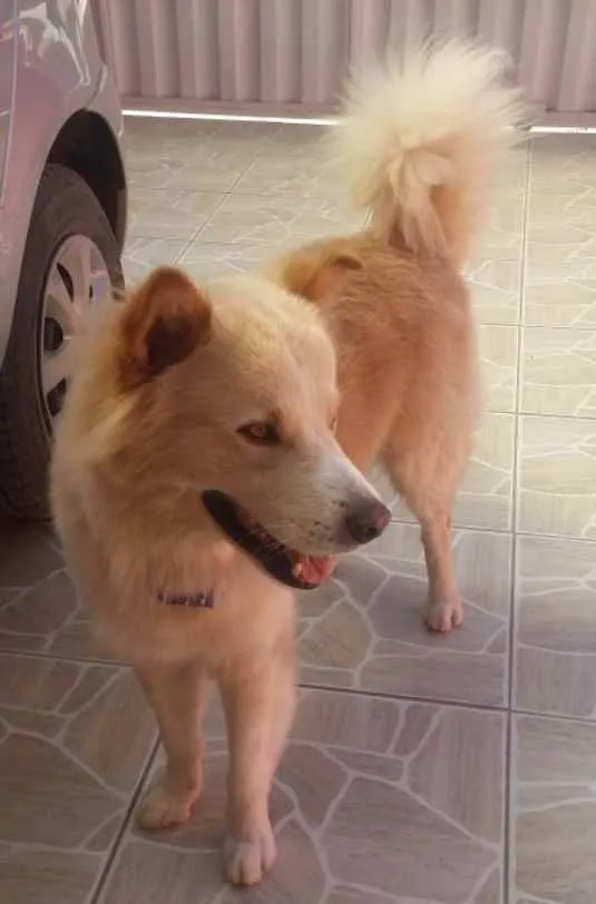 Cachorro raça Akita idade 2 anos nome Snow