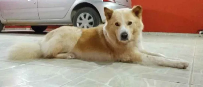 Cachorro raça Akita idade 2 anos nome Snow