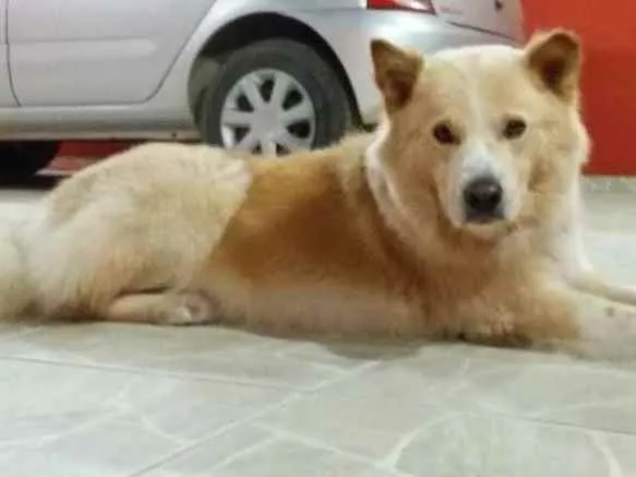 Cachorro raça Akita idade 2 anos nome Snow