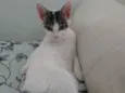 Mobi