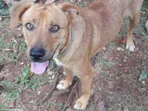 Cachorro raça Misturado com labrador idade 1 ano nome afrodite