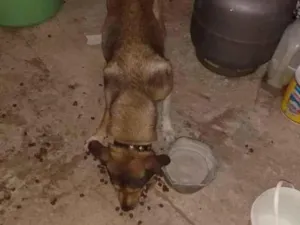 Cachorro raça vira lata idade 6 ou mais anos nome bolinha