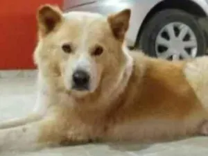 Cachorro raça Akita idade 2 anos nome Snow