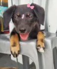 Lila
