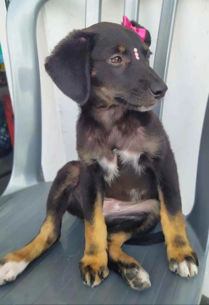 Cachorro ra a Srd idade 2 a 6 meses nome Lila