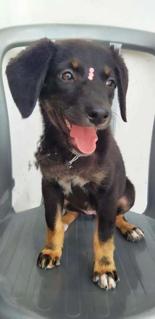 Cachorro ra a Srd idade 2 a 6 meses nome Lila