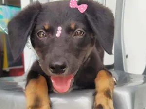 Cachorro raça Srd idade 2 a 6 meses nome Lila