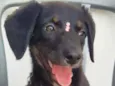 Lila