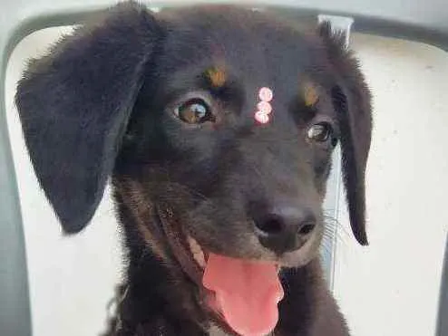 Cachorro ra a Srd idade 2 a 6 meses nome Lila