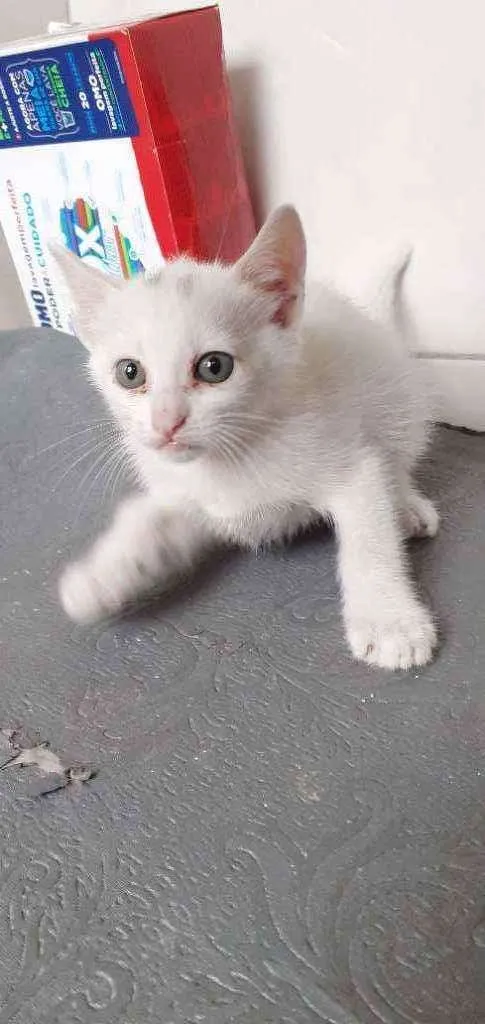 Gato ra a Indefinida idade 2 a 6 meses nome Branquinho