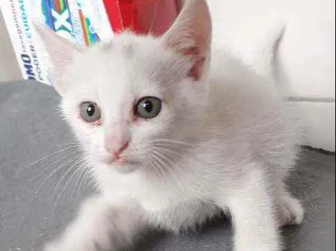 Gato ra a Indefinida idade 2 a 6 meses nome Branquinho