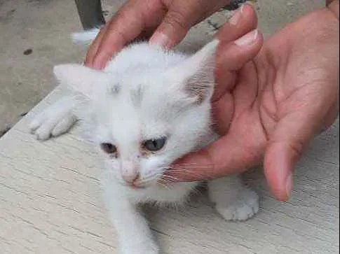 Gato ra a Indefinida idade 2 a 6 meses nome Branquinho
