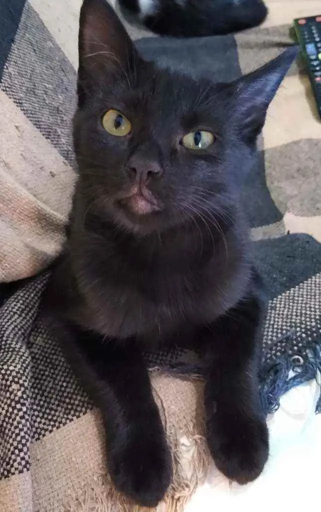 Gato raça Srd idade 2 a 6 meses nome Luma