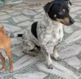 Cachorro raça Pincher  com salsicha idade 2 anos nome BILI
