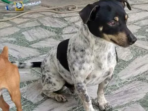 Cachorro raça Pincher  com salsicha idade 2 anos nome BILI