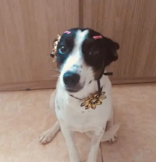 Cachorro ra a SRD-ViraLata idade 1 ano nome Milú