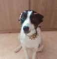 Milú