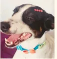 Milú