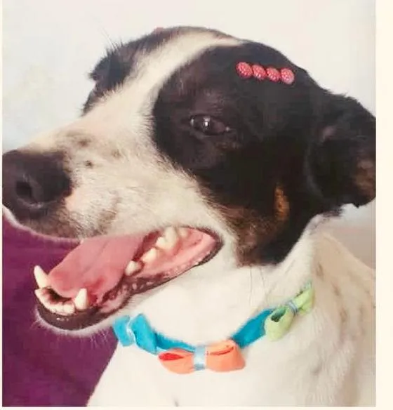 Cachorro ra a SRD-ViraLata idade 1 ano nome Milú