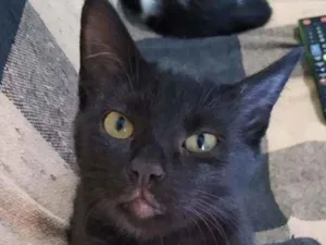 Gato raça Srd idade 2 a 6 meses nome Luma