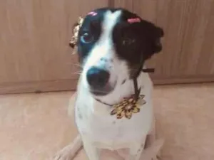 Cachorro raça SRD-ViraLata idade 1 ano nome Milú