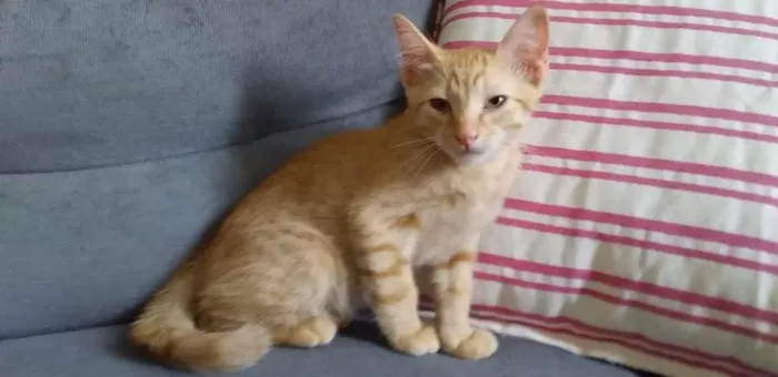 Gato ra a SRD-ViraLata idade 2 a 6 meses nome Jimmy Legs