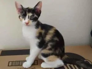 Gato raça SRD-ViraLata idade 2 a 6 meses nome Shansa