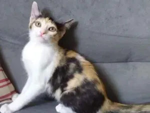 Gato raça SRD-ViraLata idade 2 a 6 meses nome Tamara
