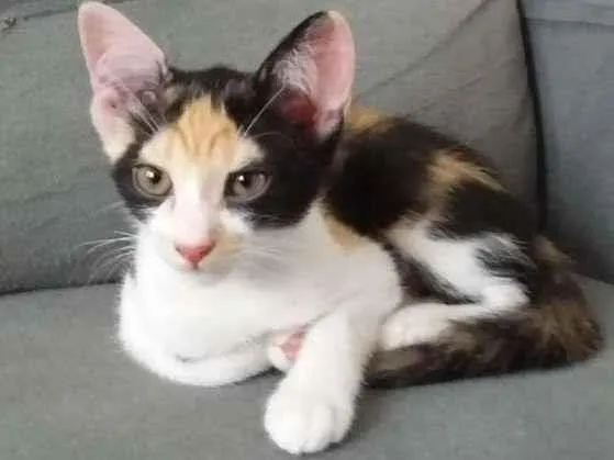 Gato raça SRD-ViraLata idade 2 a 6 meses nome Elizabeth Swann