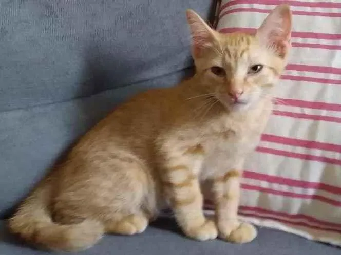 Gato ra a SRD-ViraLata idade 2 a 6 meses nome Jimmy Legs
